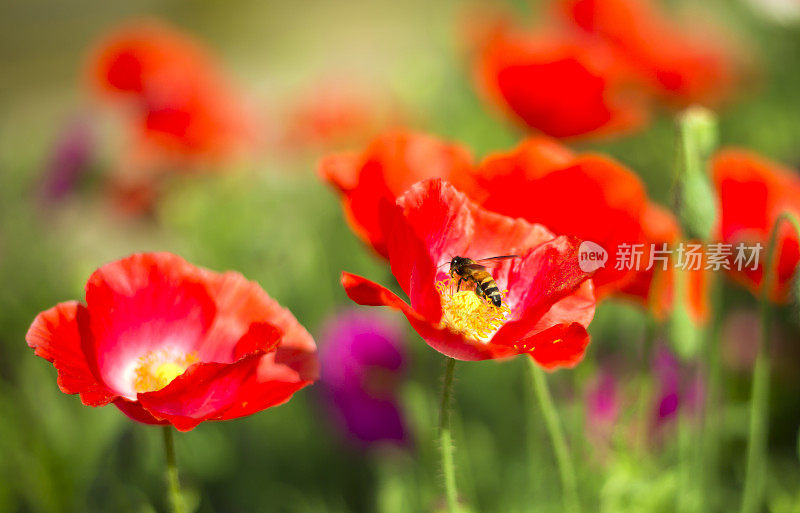 蜜蜂库存照片