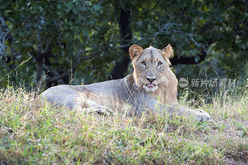 狮子在草地上休息，马杰特野生动物保护区，马拉维，非洲