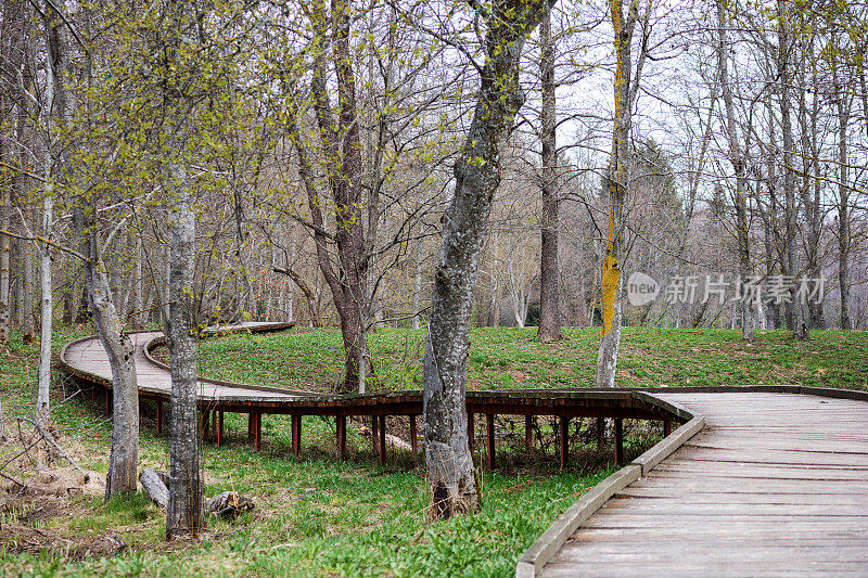 一条木栈道被树木和池塘环绕。