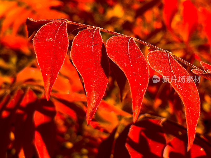 秋天的中国开心果树