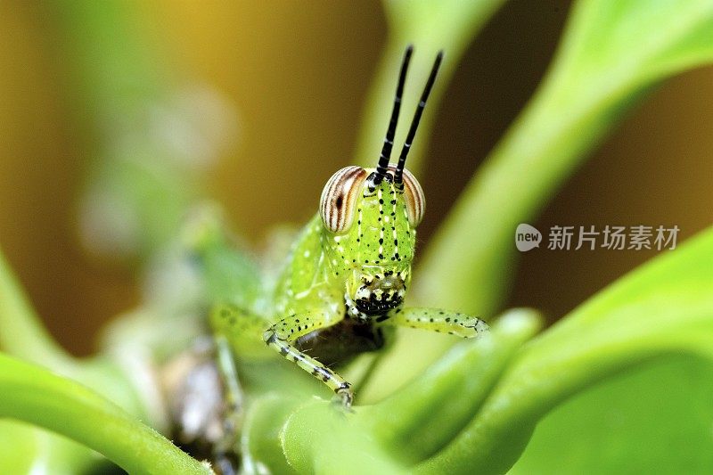 蚱蜢在树枝上。动物行为。