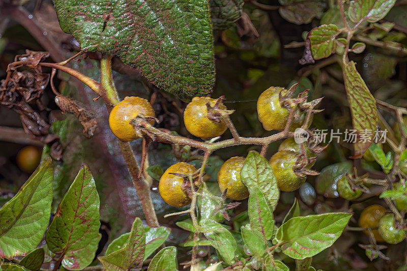 芝士茄是Galápagos群岛上发现的两种主要野生番茄之一。这个物种通常被称为加拉帕戈斯番茄。厄瓜多尔;加拉帕戈斯群岛;加拉帕戈斯群岛国家公园