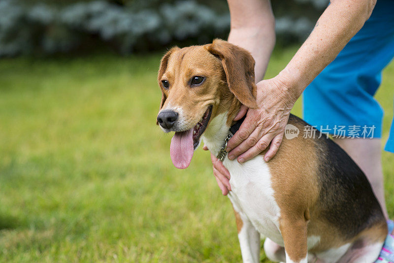 比格犬是一种家庭犬