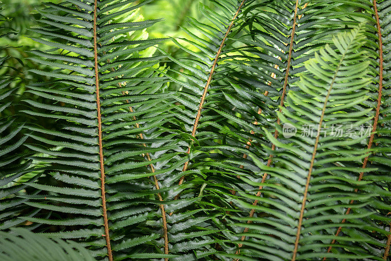 森林里郁郁葱葱的蕨类植物