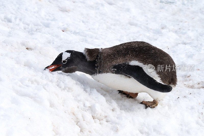 巴布亚企鹅吃雪