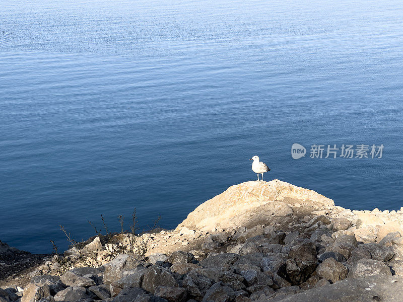 海鸥在山顶岩石上等待的背景照片