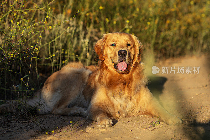 金毛猎犬在温暖的午后阳光下躺在草地上的照片