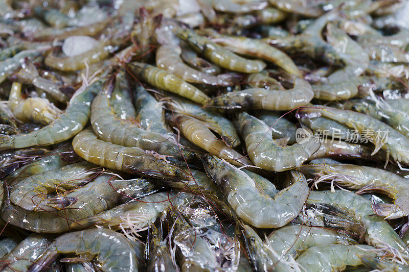 许多新鲜的生虾近距离拍摄，海鲜市场上的虾堆，热带海洋甲壳类，美食健康食品，海洋或海洋动物，虾的图案，虾的质地