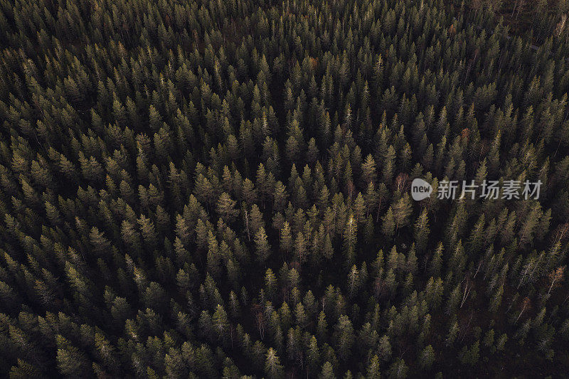 秋天傍晚阳光下的森林鸟瞰图