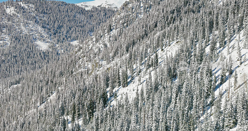 无人机拍摄的山腰上白雪覆盖的树木