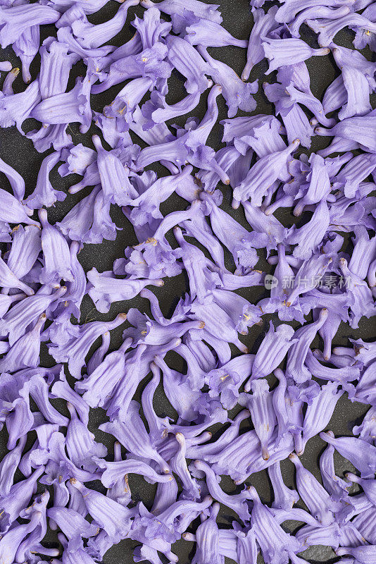 背景紫罗兰花蓝花楹树阿根廷