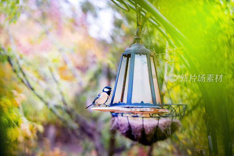 一只山雀坐在秋天花园里的喂食器上