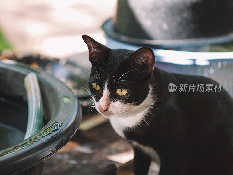 瘦小的流浪猫