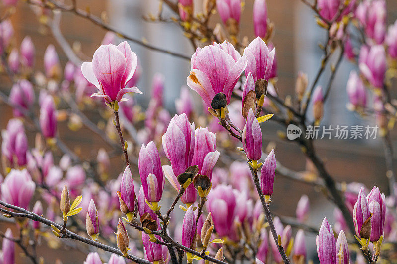生动的粉红色木兰花的特写，沐浴在柔和的阳光下，创造了一个浪漫的春天的场景。