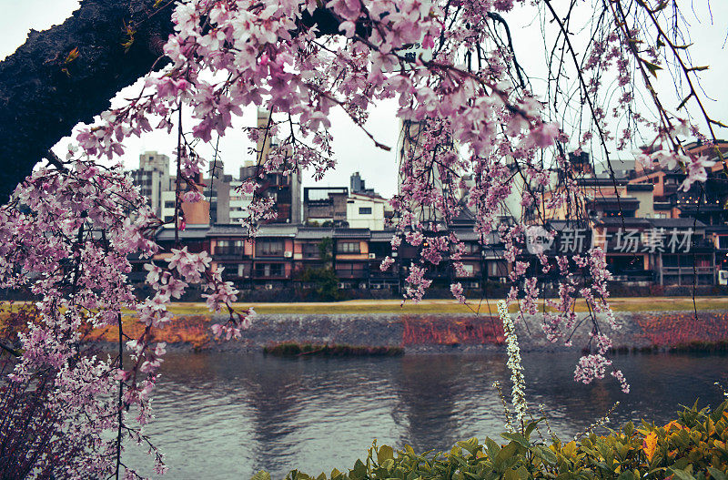 粉红色的樱花，樱花盛开在京都河滨。春天下雨天的日本建筑