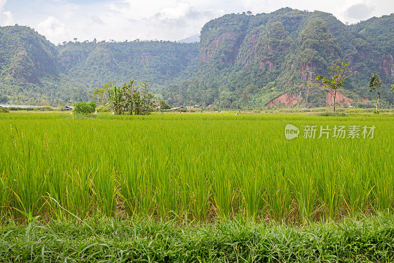 郁郁葱葱的稻田后面是陡峭的山脉