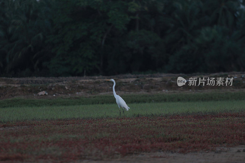 绿地里的白鹭