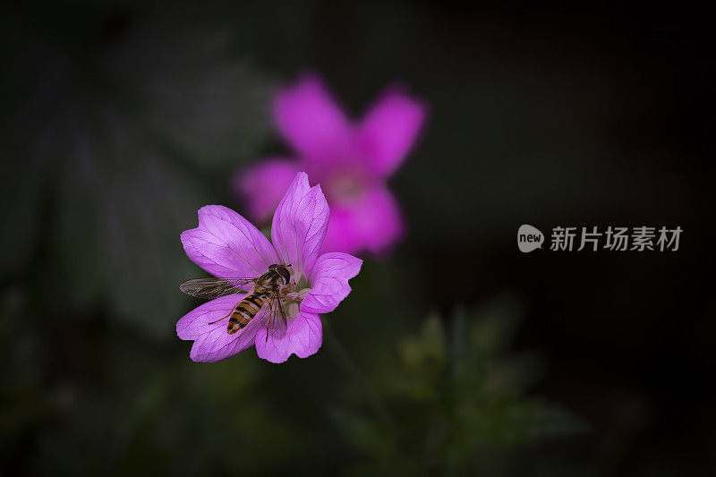 在天竺葵(鹤嘴草)花上盘旋飞翔