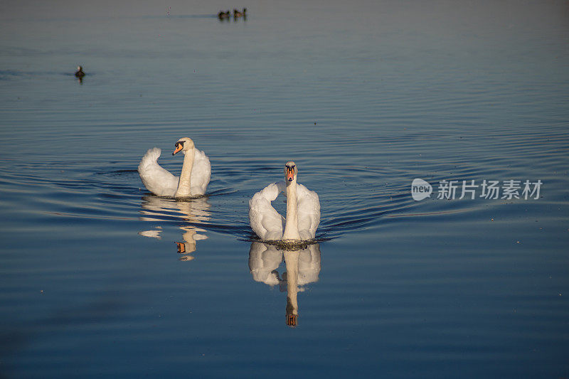 两只美丽的天鹅漂浮在湖面上