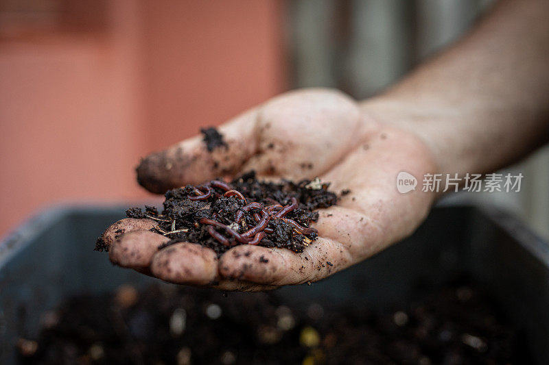 手与堆肥和蚯蚓的特写