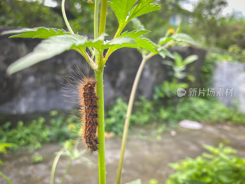 一只棕色的毛毛虫粘在树干或灌木上。昆虫生命的最初阶段是蝴蝶或蛾子的幼虫。带刺的有毒毛虫