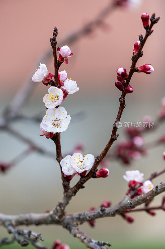 杏树花