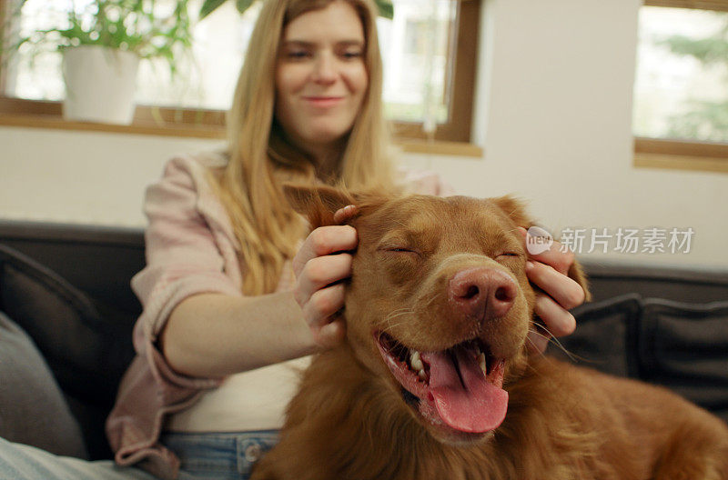 一位女士和心爱的宠物狗新斯科舍省鸭鸣猎犬一起躺在沙发上，愉快地抚摸着它