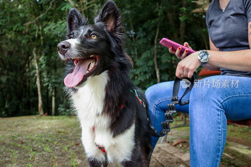 公园里的边境牧羊犬