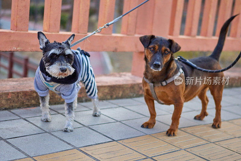 腊肠犬和雪纳瑞在户外