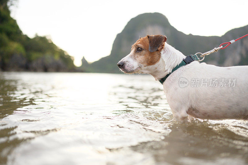 活跃的杰克罗素梗喜欢在热带海滩游泳