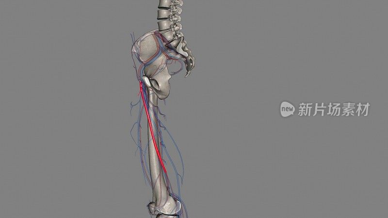 股动脉是大腿上的一条大动脉，是供应大腿和小腿的主要动脉