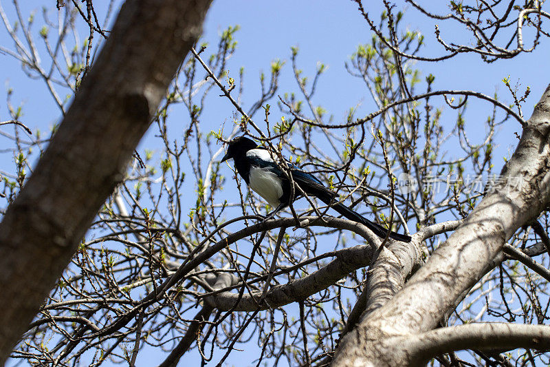 喜鹊乌鸦栖息在树上特写。