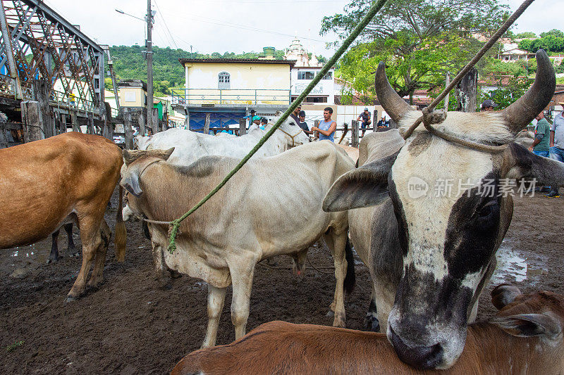 在巴伊亚州卡乔埃拉市举行的牛展上，人们看到了肉牛。