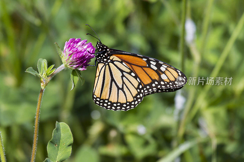 帝王蝶在三叶草上花蜜