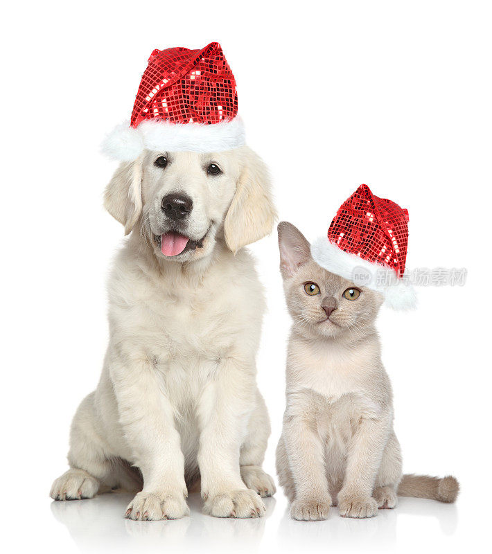 狗和猫戴着圣诞老人的红帽子