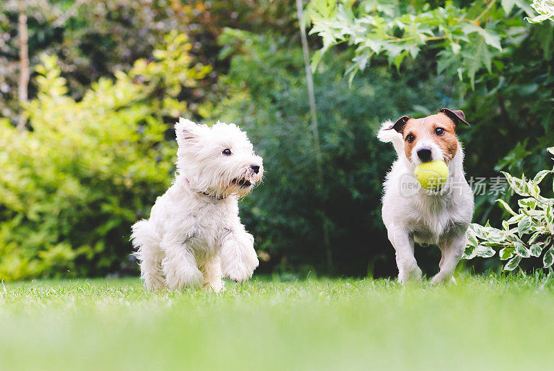 两只狗在玩球。