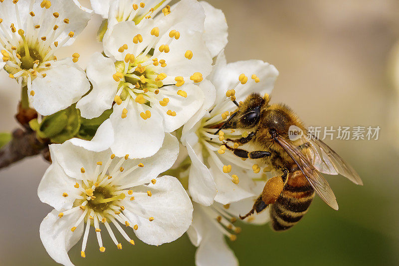 蜜蜂在春天的花朵上采集花粉和花蜜