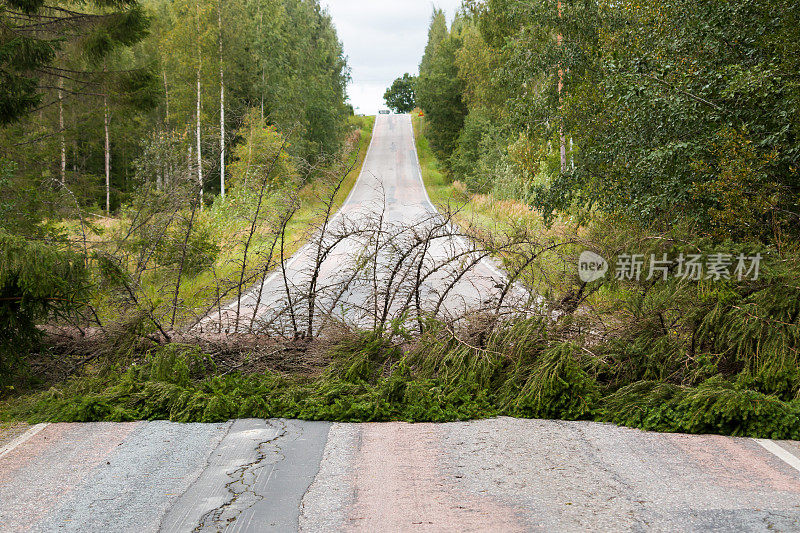 倒下的云杉挡住了芬兰乡村的一条柏油路