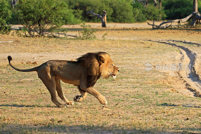 塞西尔是横穿非洲平原的狮子