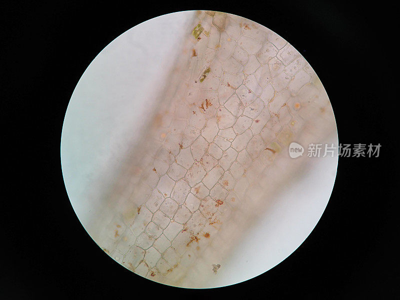 水生植物细胞的显微镜观察