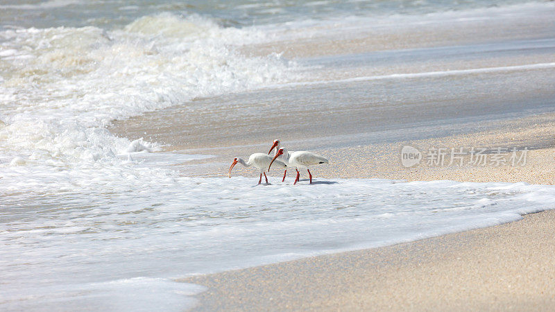 野生海岸上的三只白朱鹭