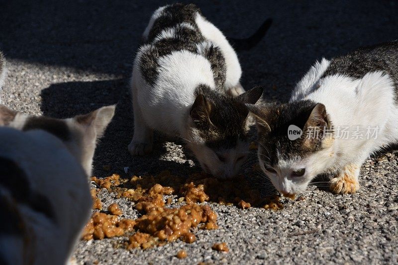 食猫科