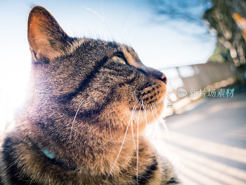 只流浪猫