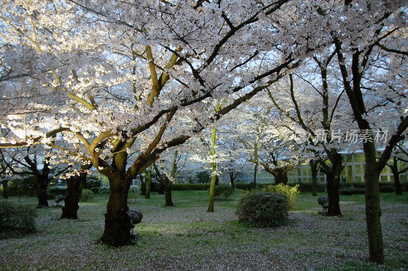 四月，日本京都