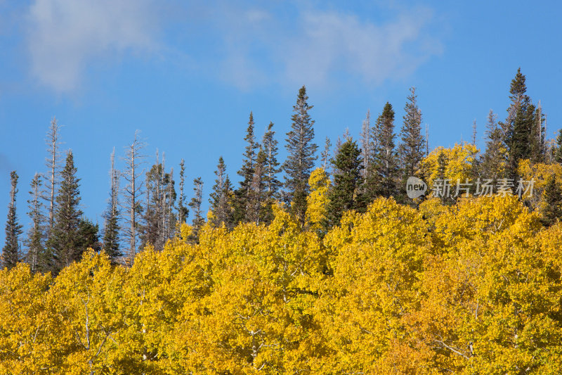 迪克西国家森林公园
