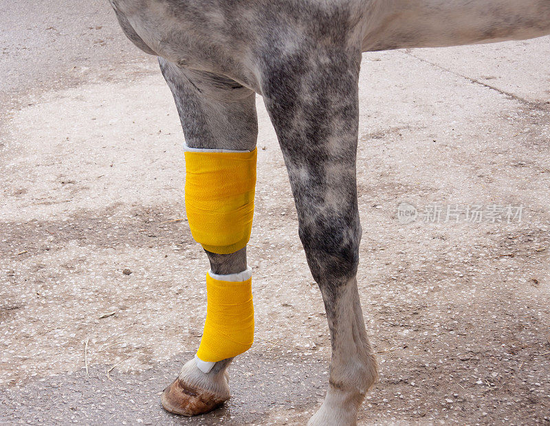 受伤的马腿上缠着绷带。