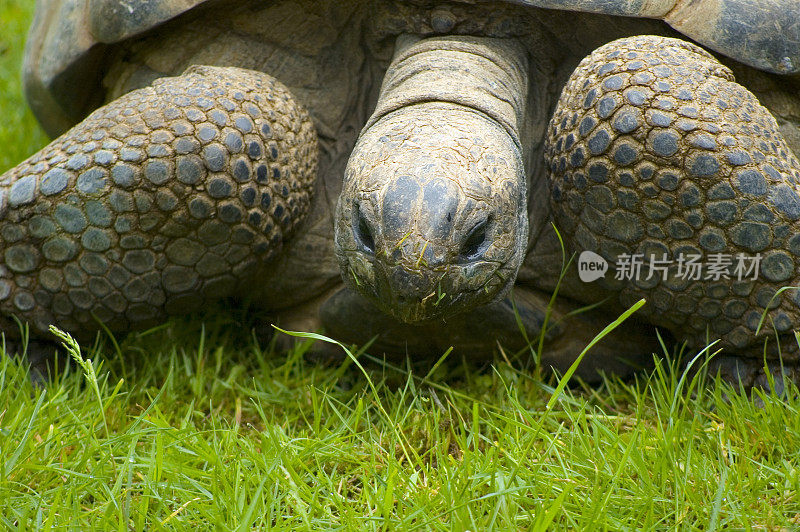 又老又慢的大乌龟