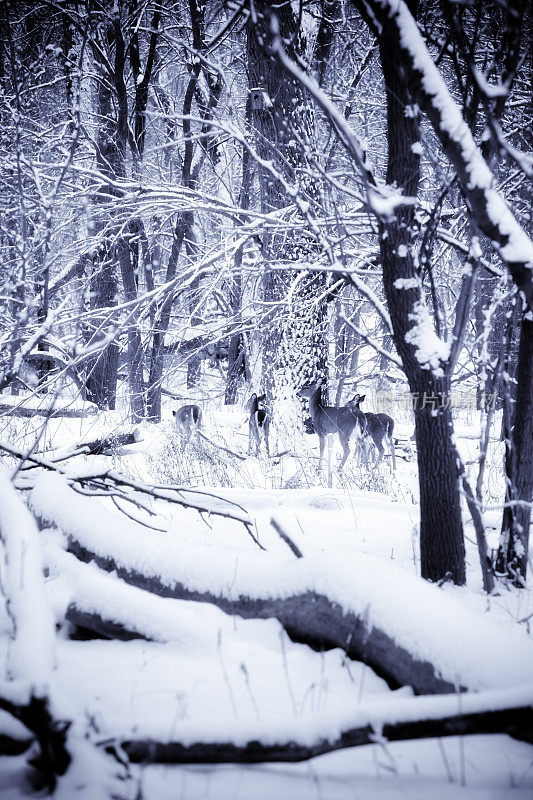 暴风雪中的鹿