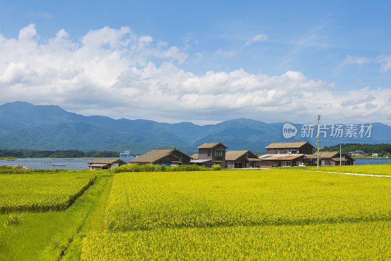 两津和鸭湖