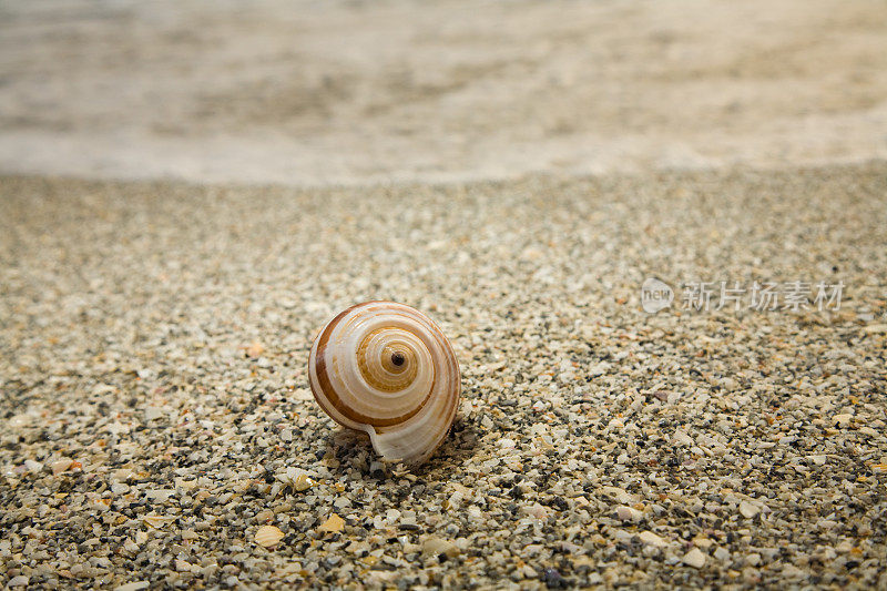 海滩上的海螺